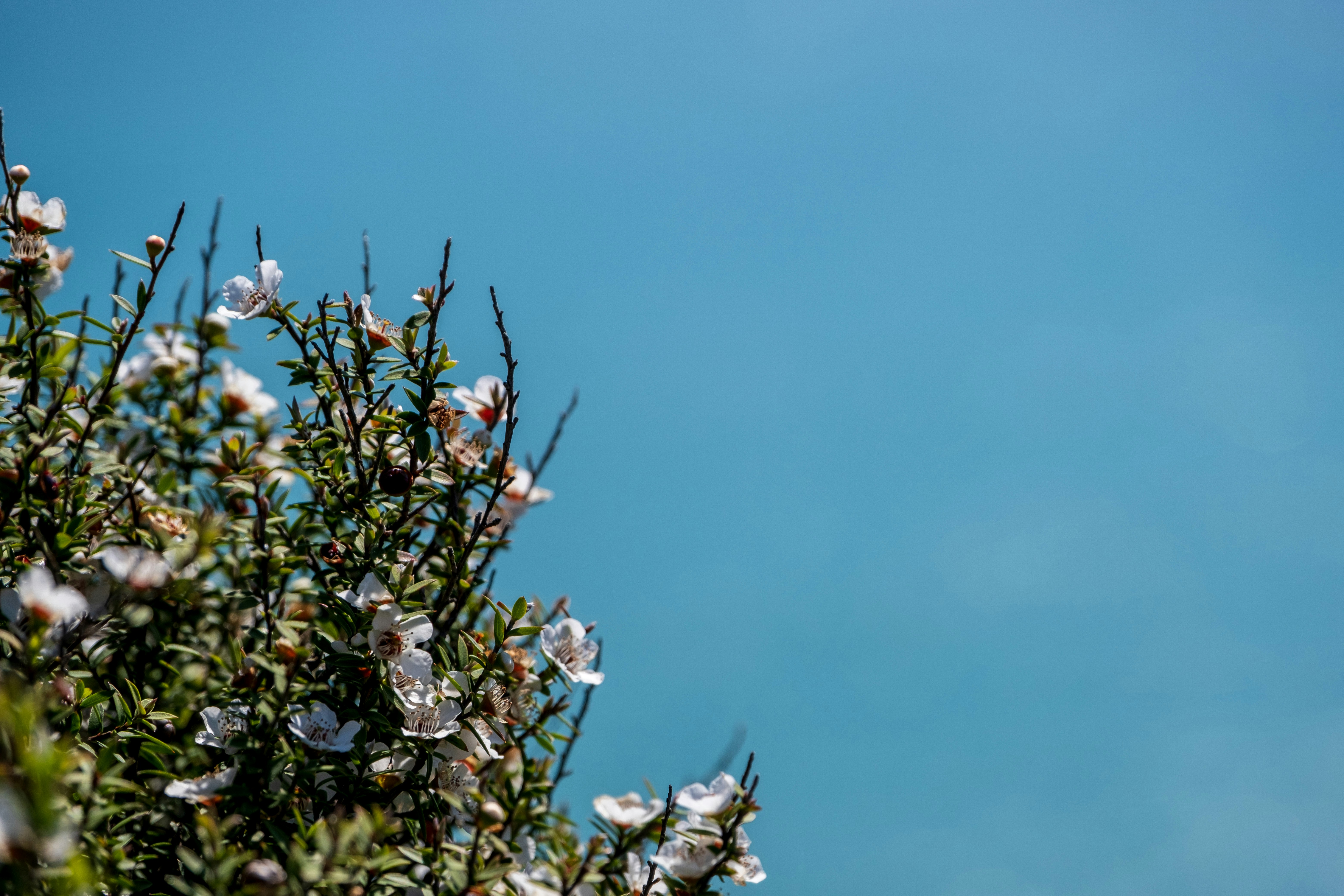 Manuka flowers, blue sky background 