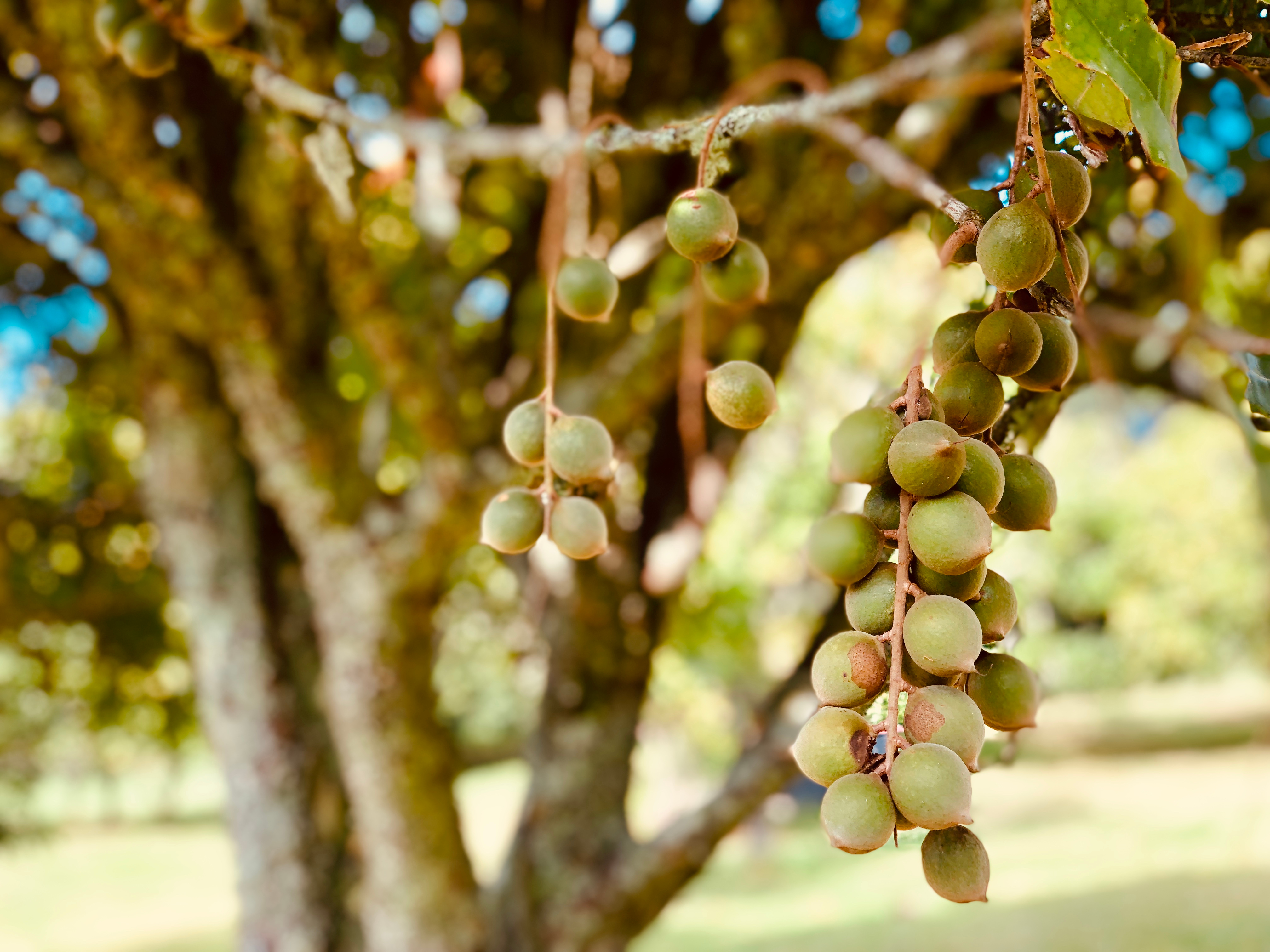 Macadamia nuts growing on the tree