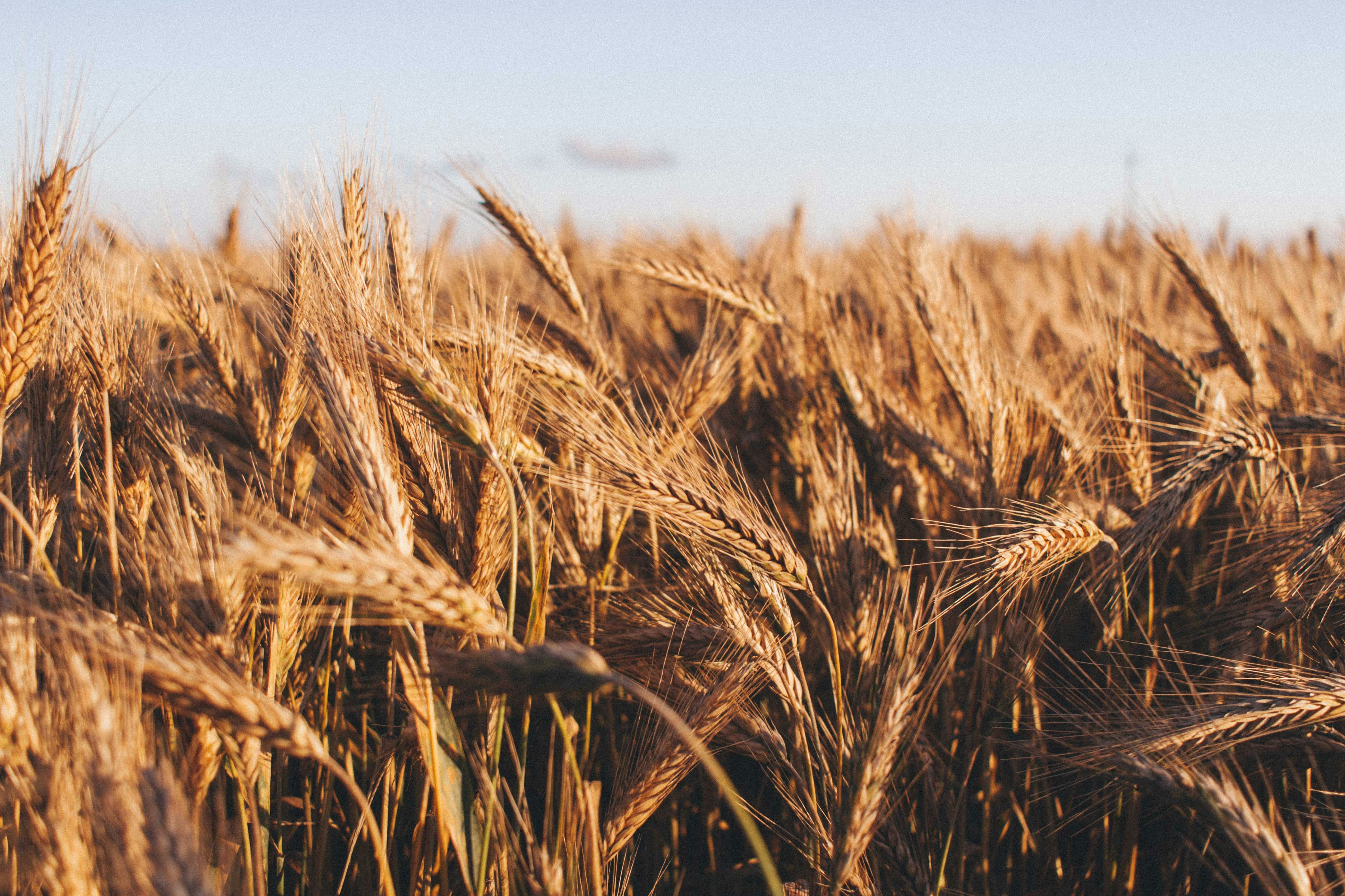 Brown wheat field at day time 