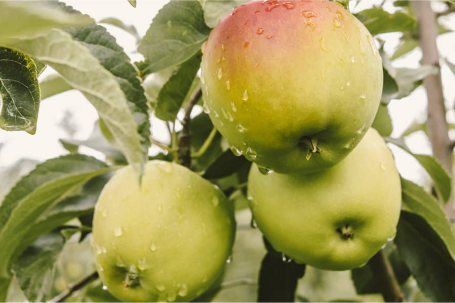 Three apples ripening on a tree