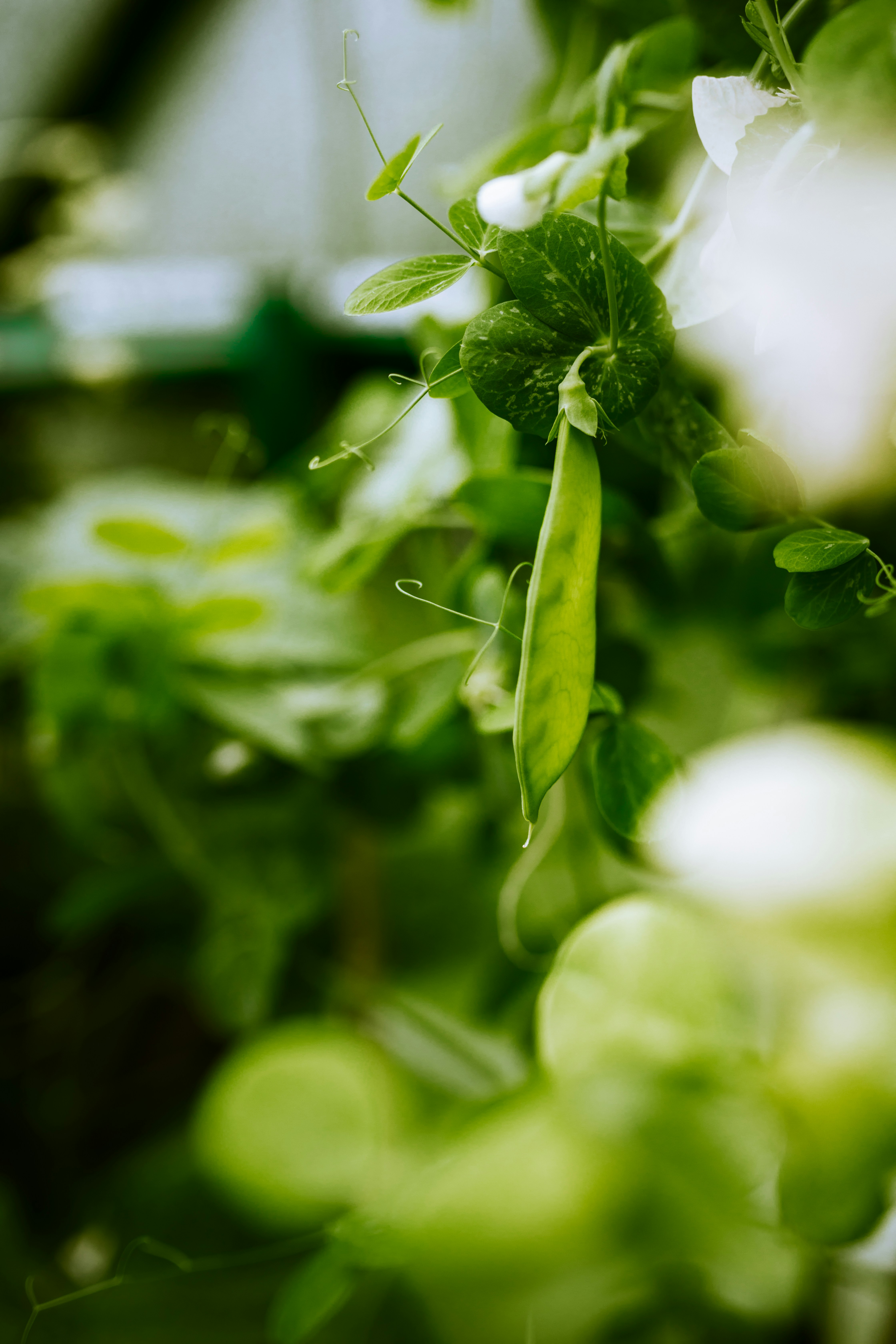 Pods of green peas growing 