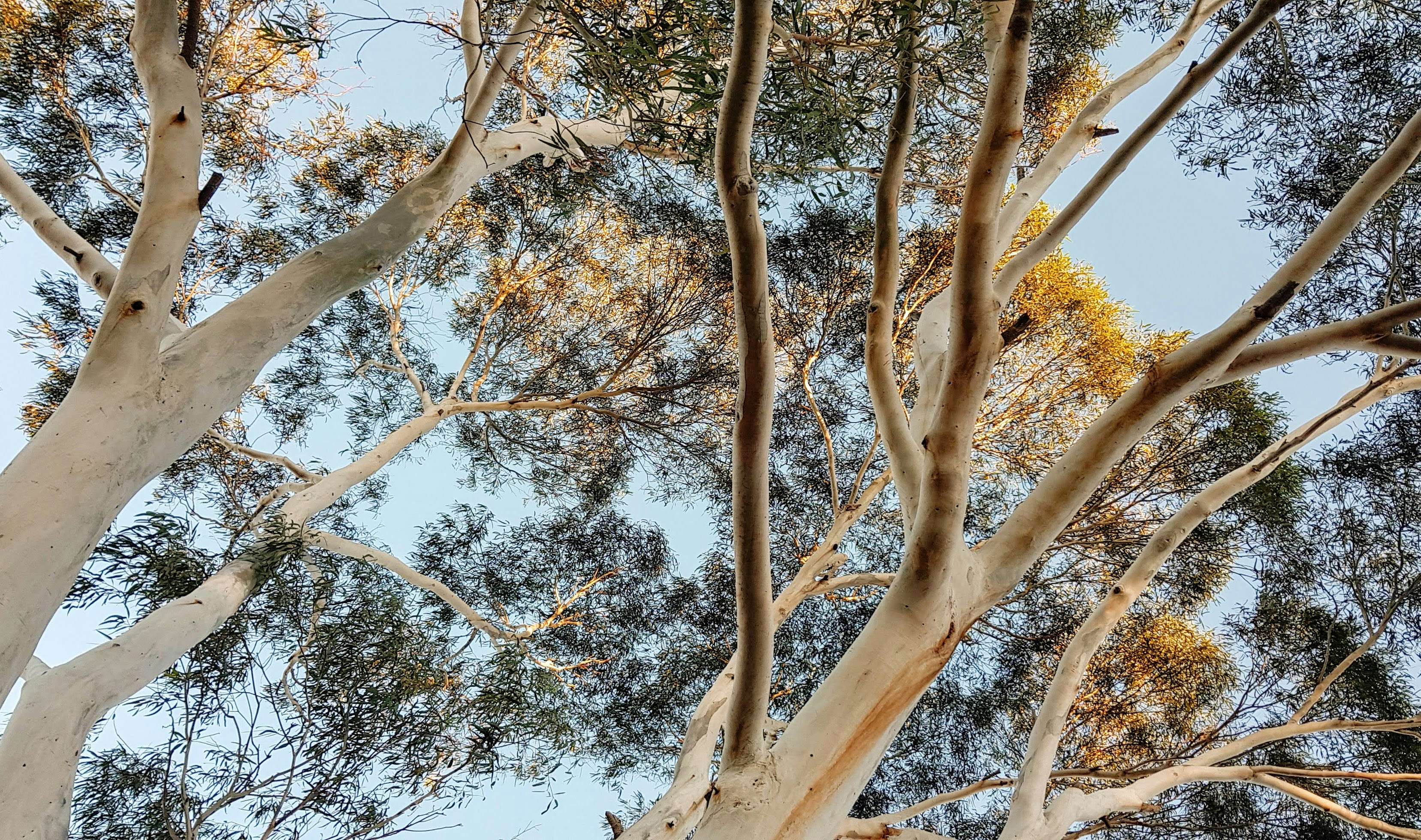 Eucalyptus trees under a blue sky 