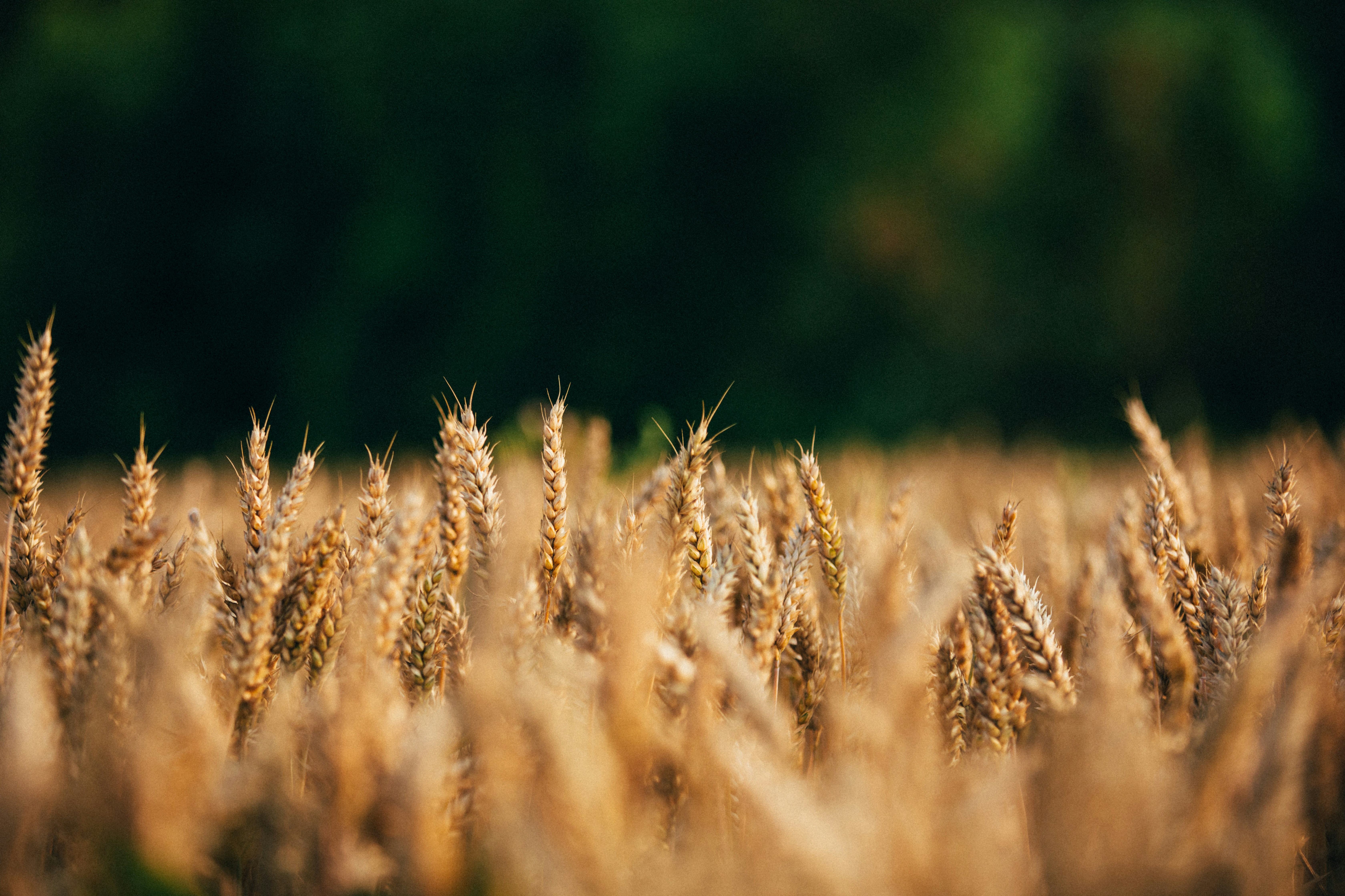 Wheat field with forest in background