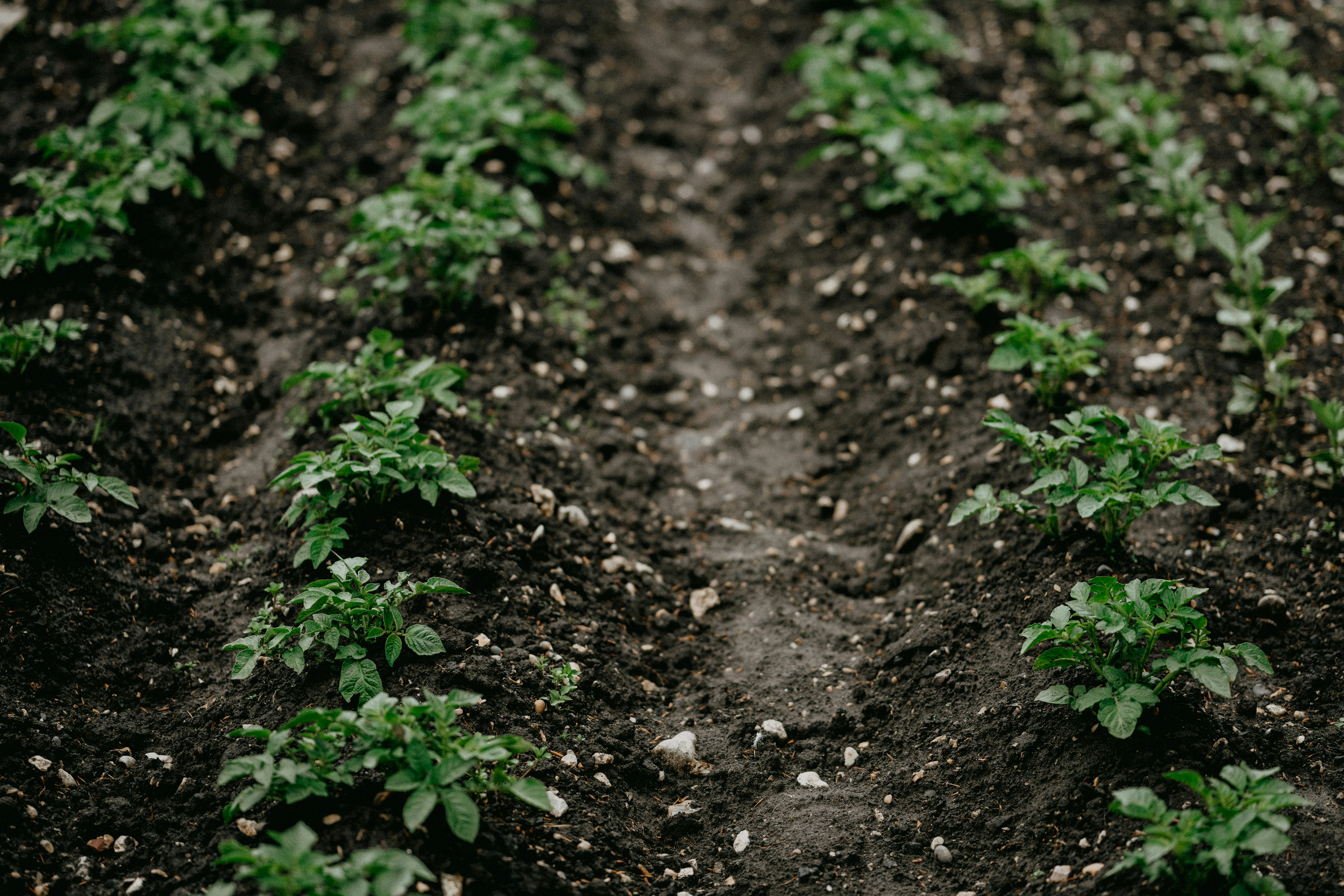 Rows of planted potatoes with green leaves sprouting 