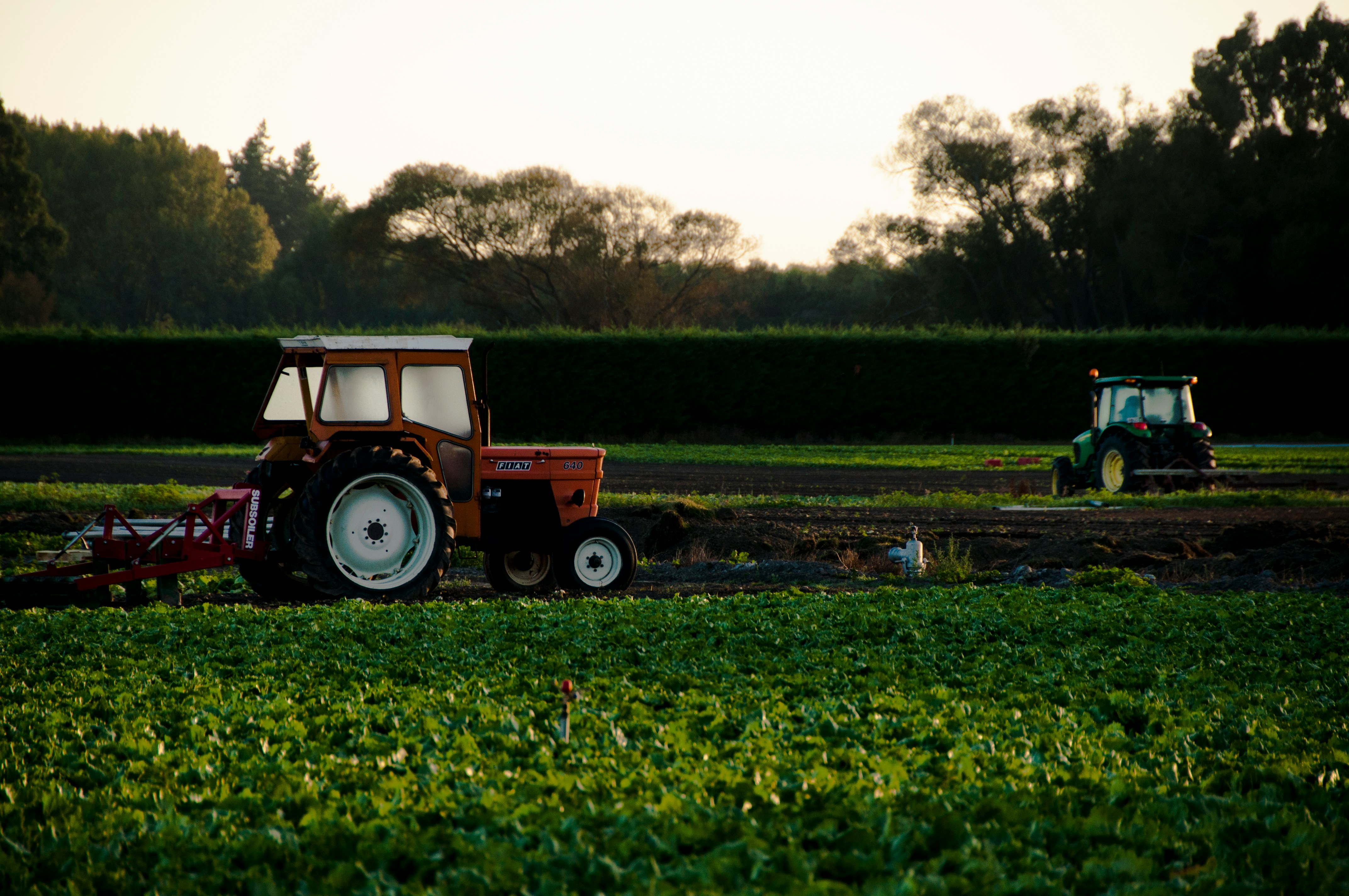 Orange tractor on crop on a farm  