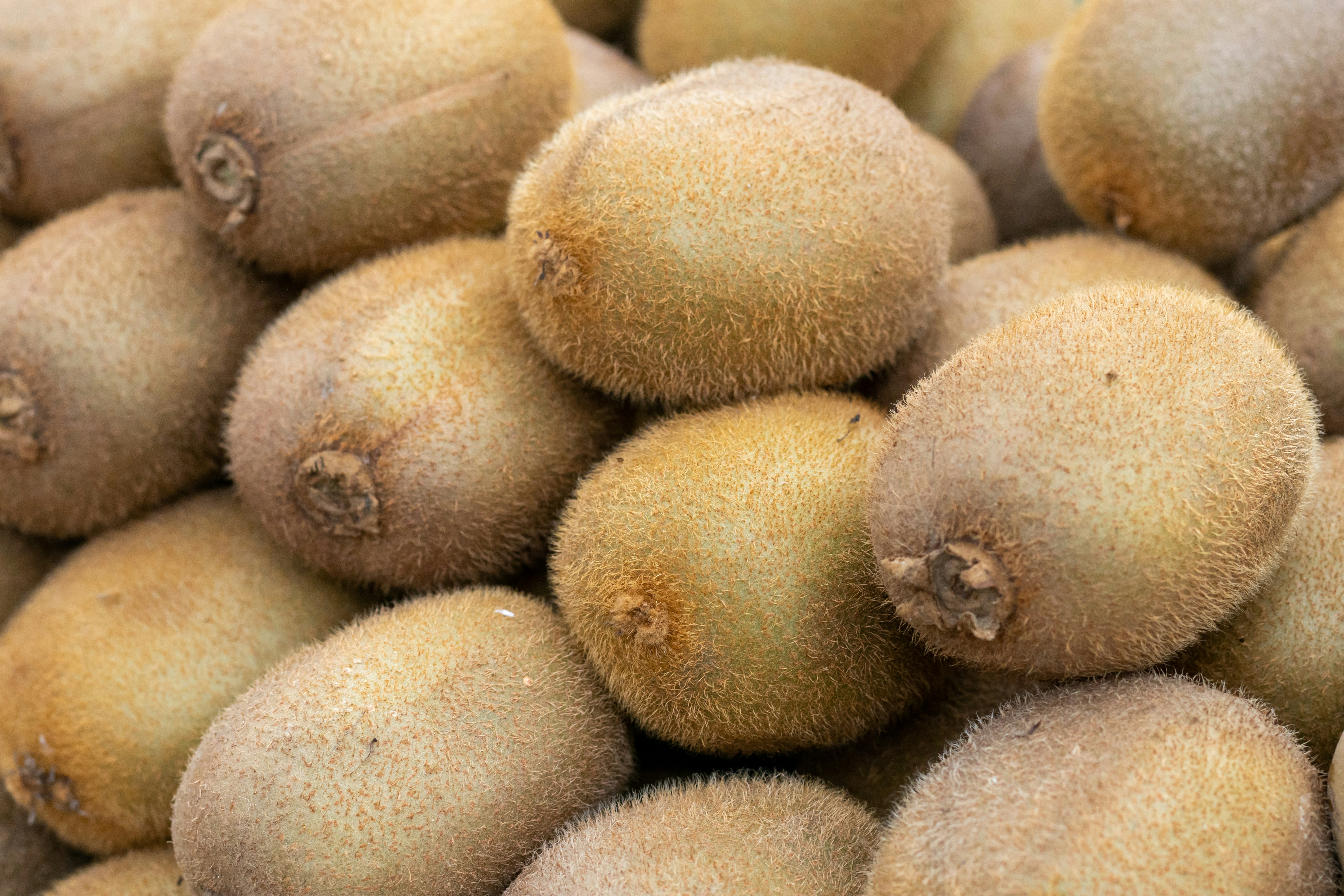 A pile of brown kiwifruit