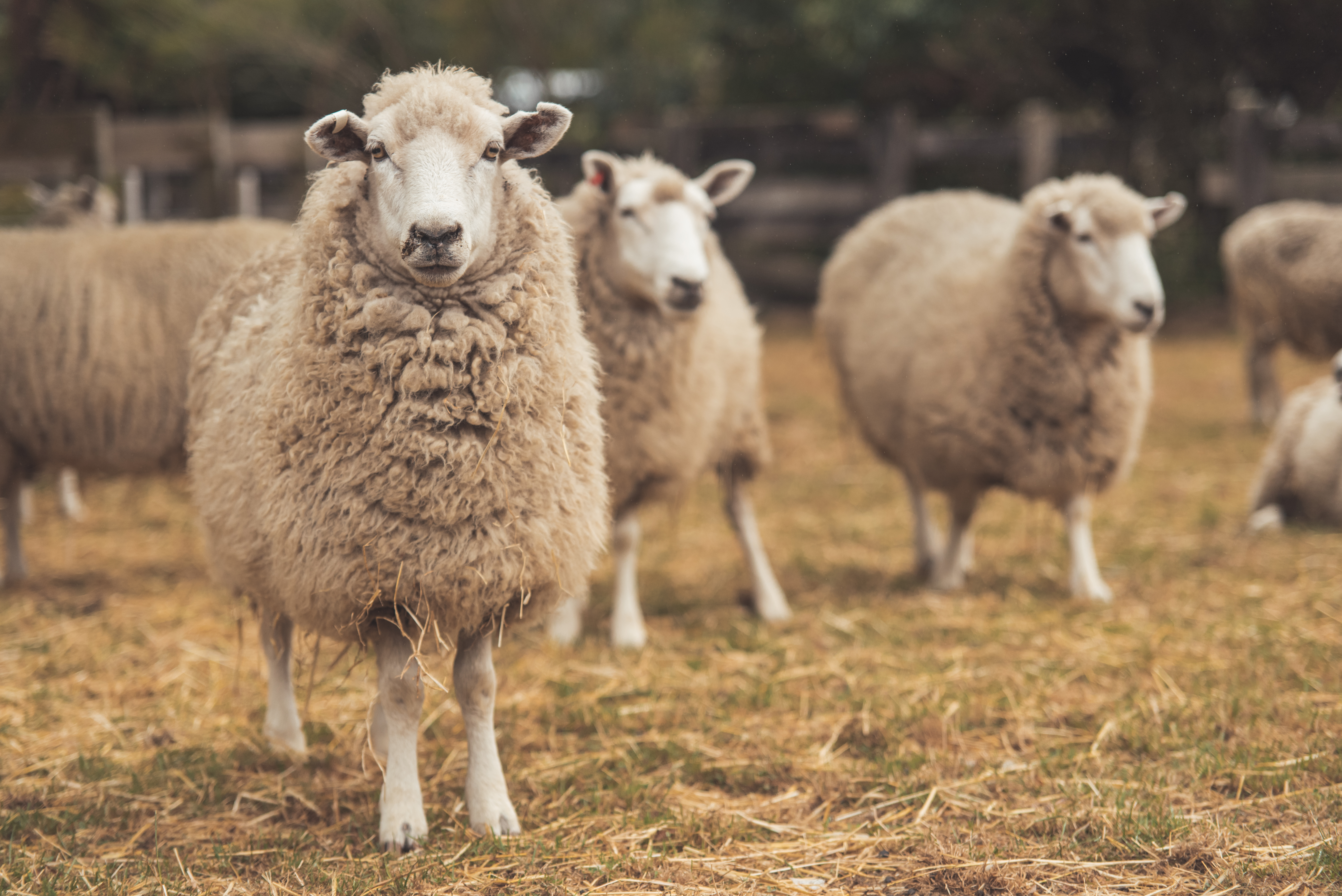 Flock of New Zealand sheep on a farm in a pen