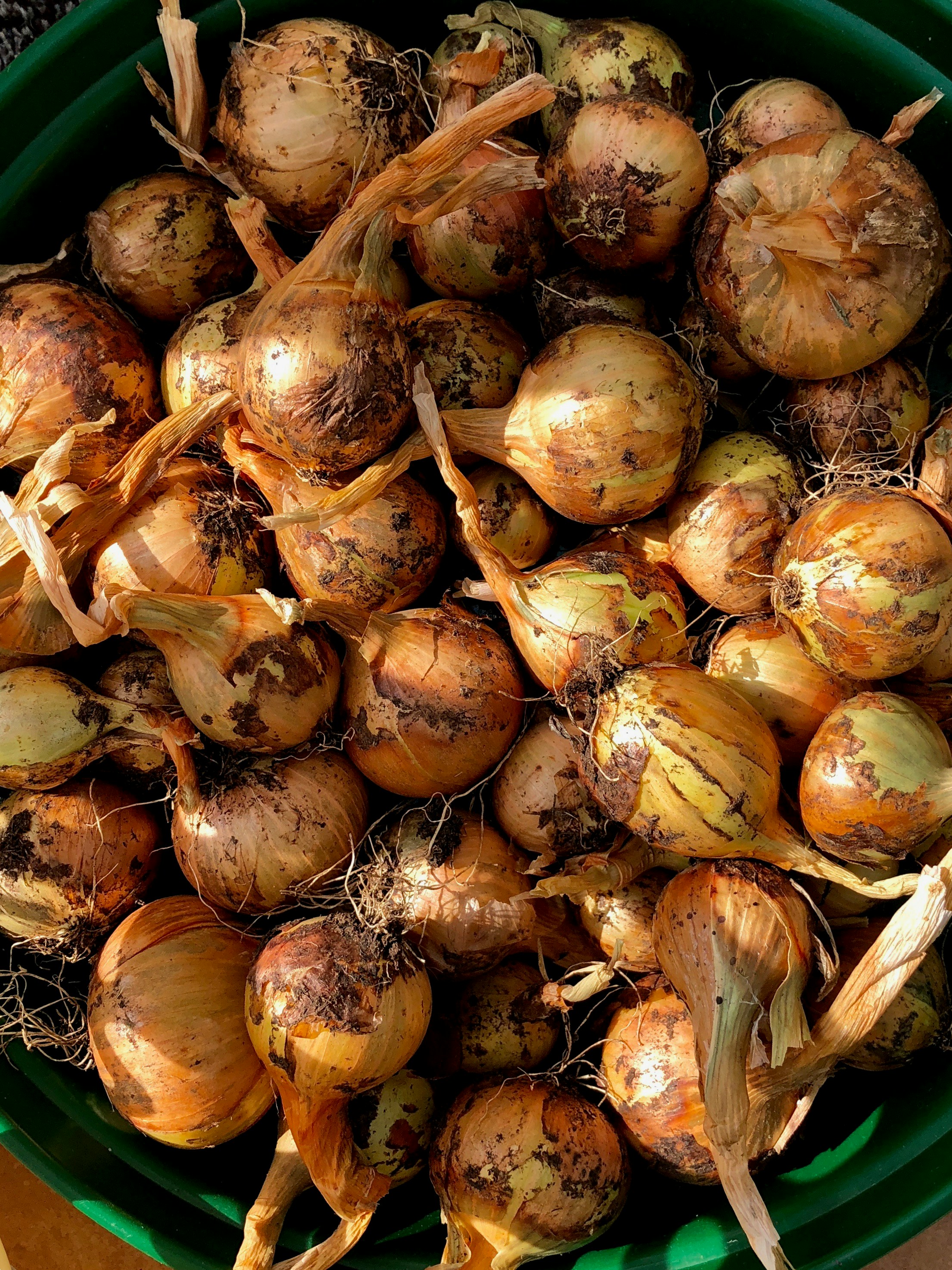 Brown onions inside a green bucket 