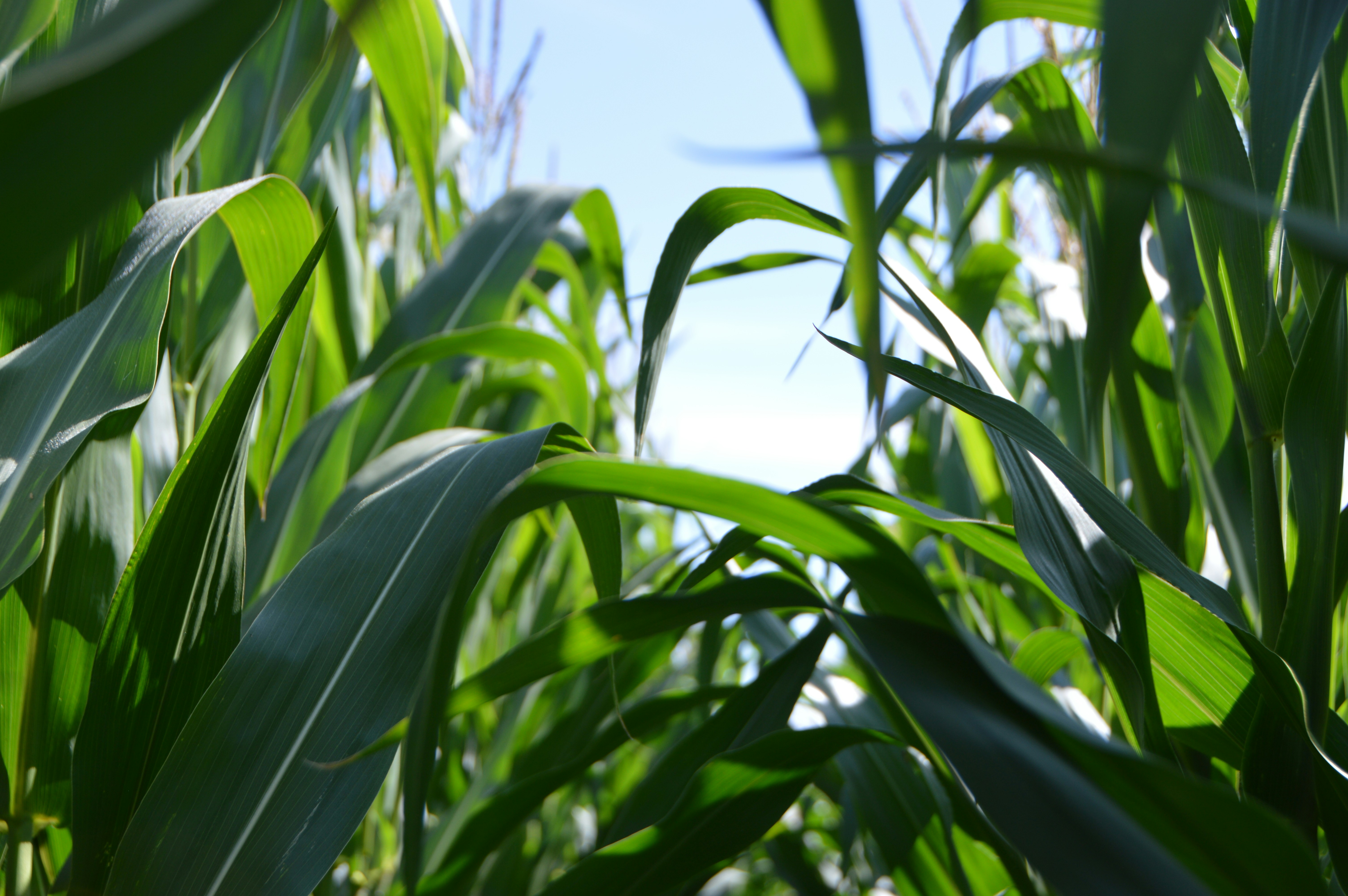 Maize field with sky background