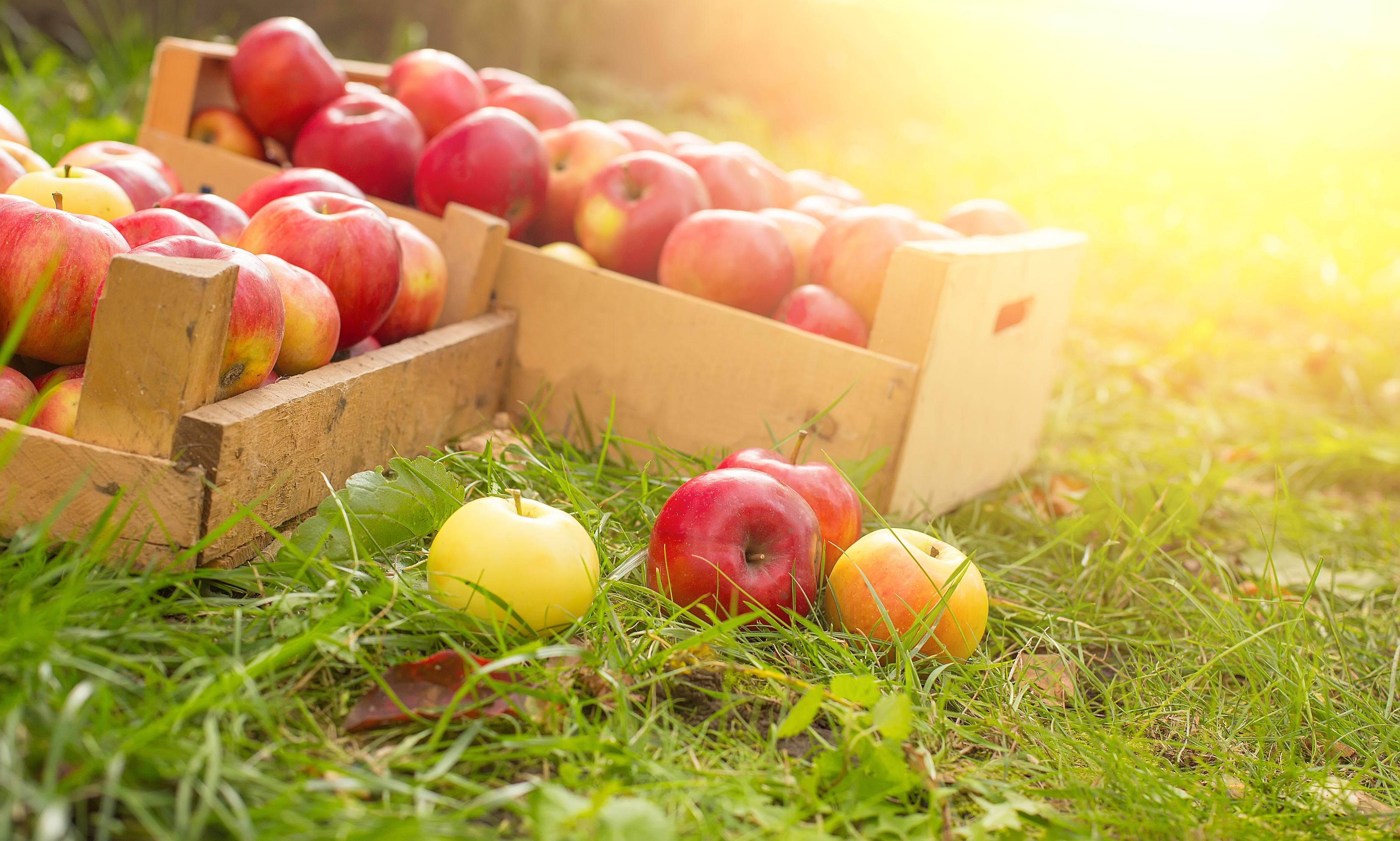 Freshly picked red apples in wooden crate with warm glow behind 