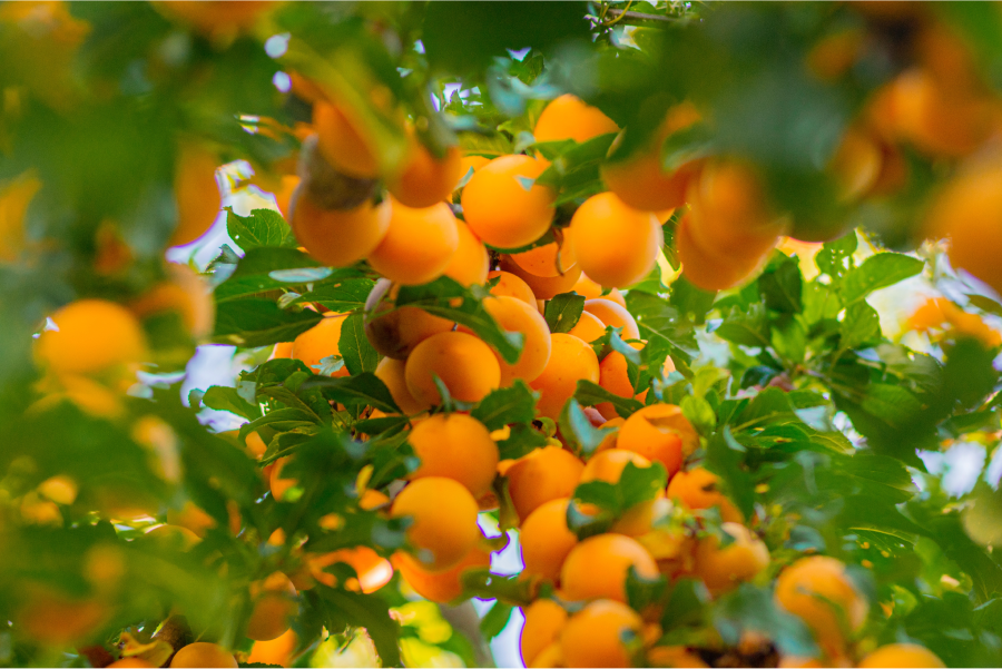 Ripe apricots hanging from a tree with green leaves 