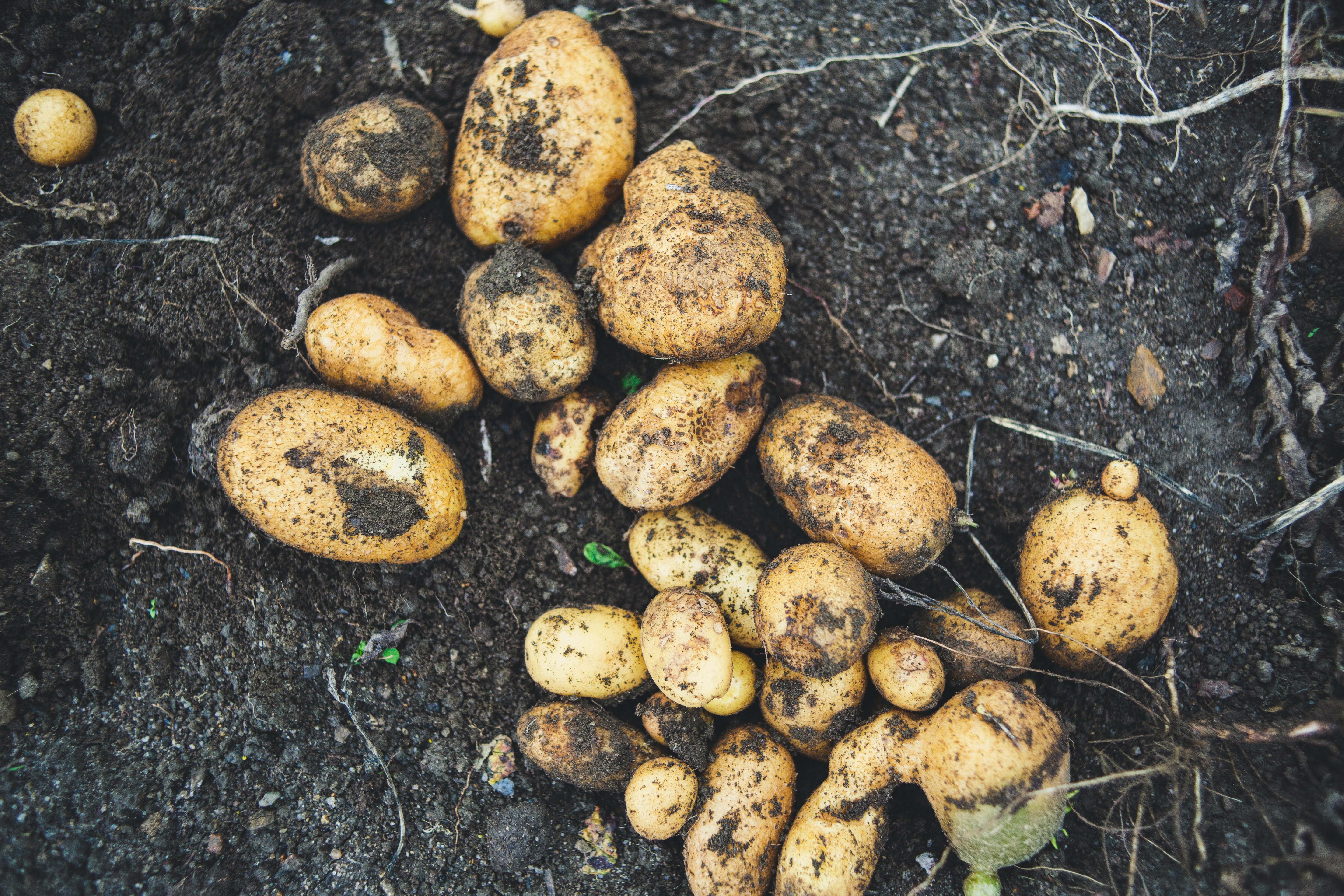 Harvesting crop potatoes