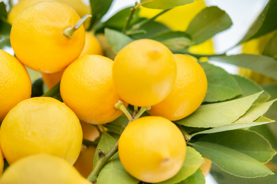 Yellow lemons hanging on tree
