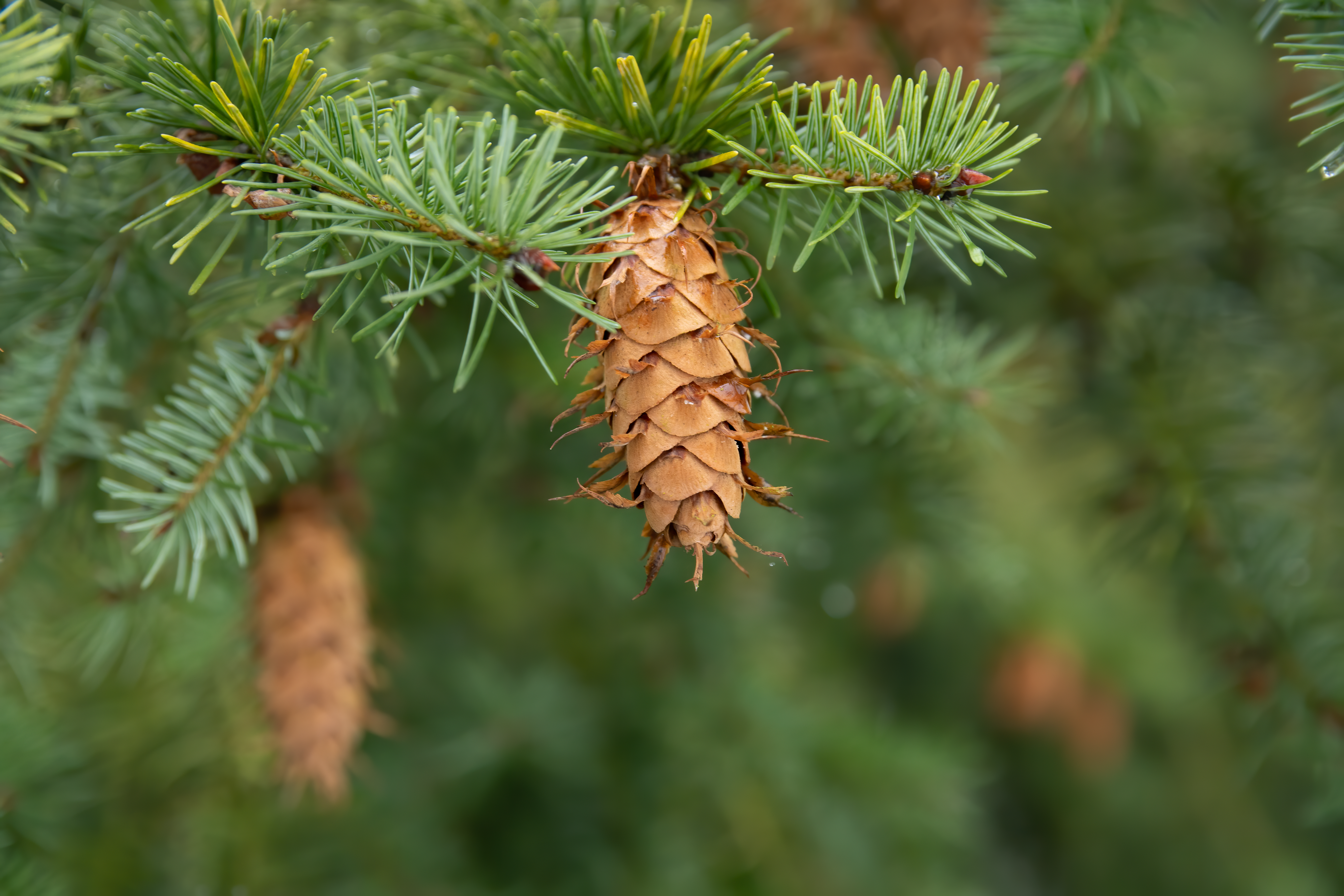 Douglas fir pine close-up