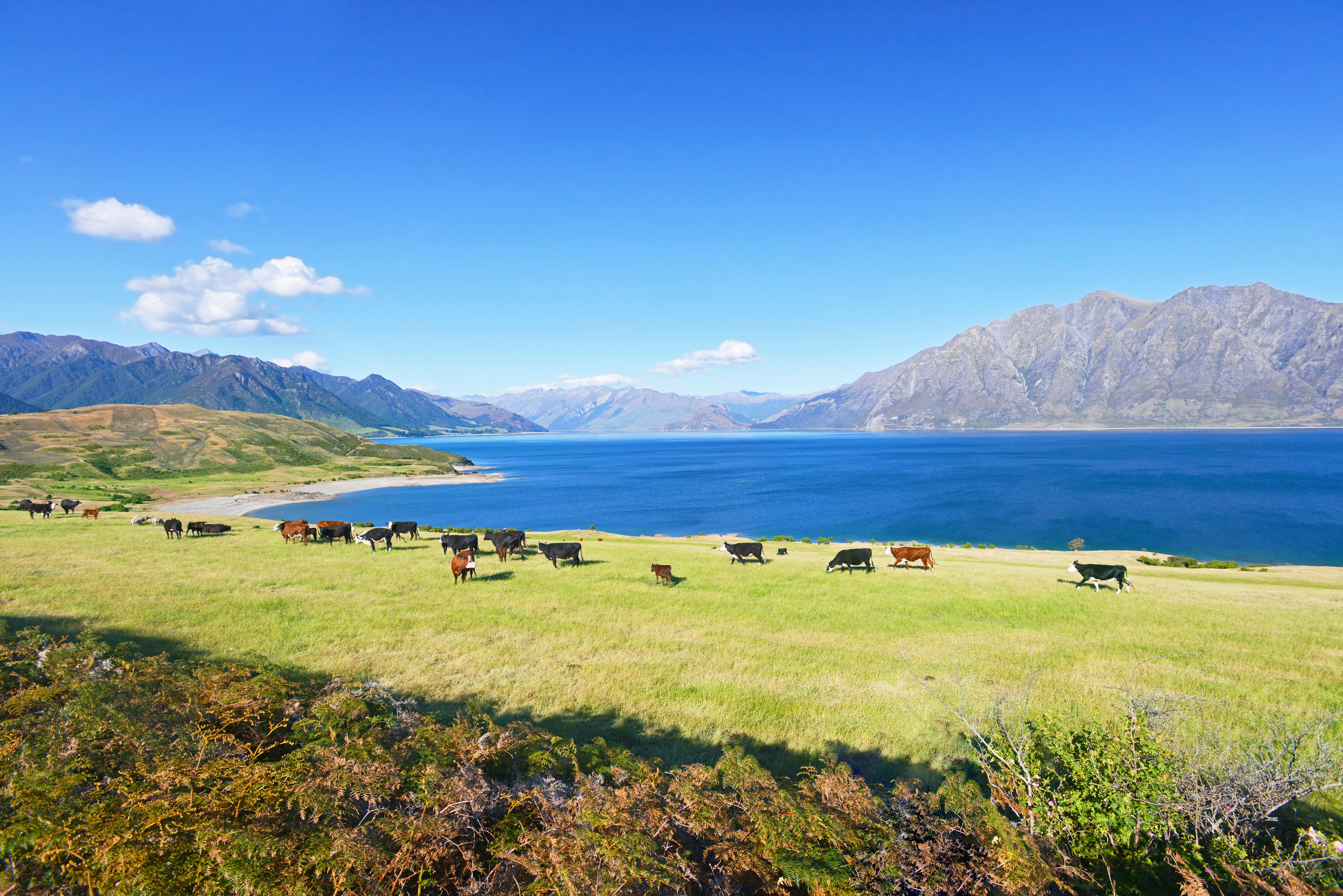 Cows grazing on green pasture in front of Lake Hawea 