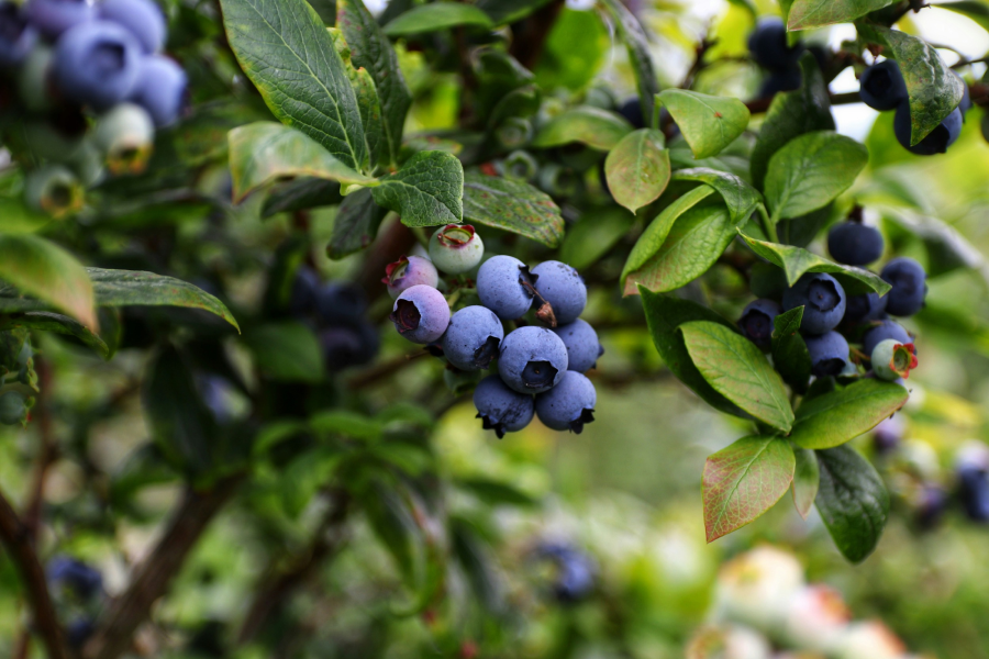 Blueberries hanging on a tree