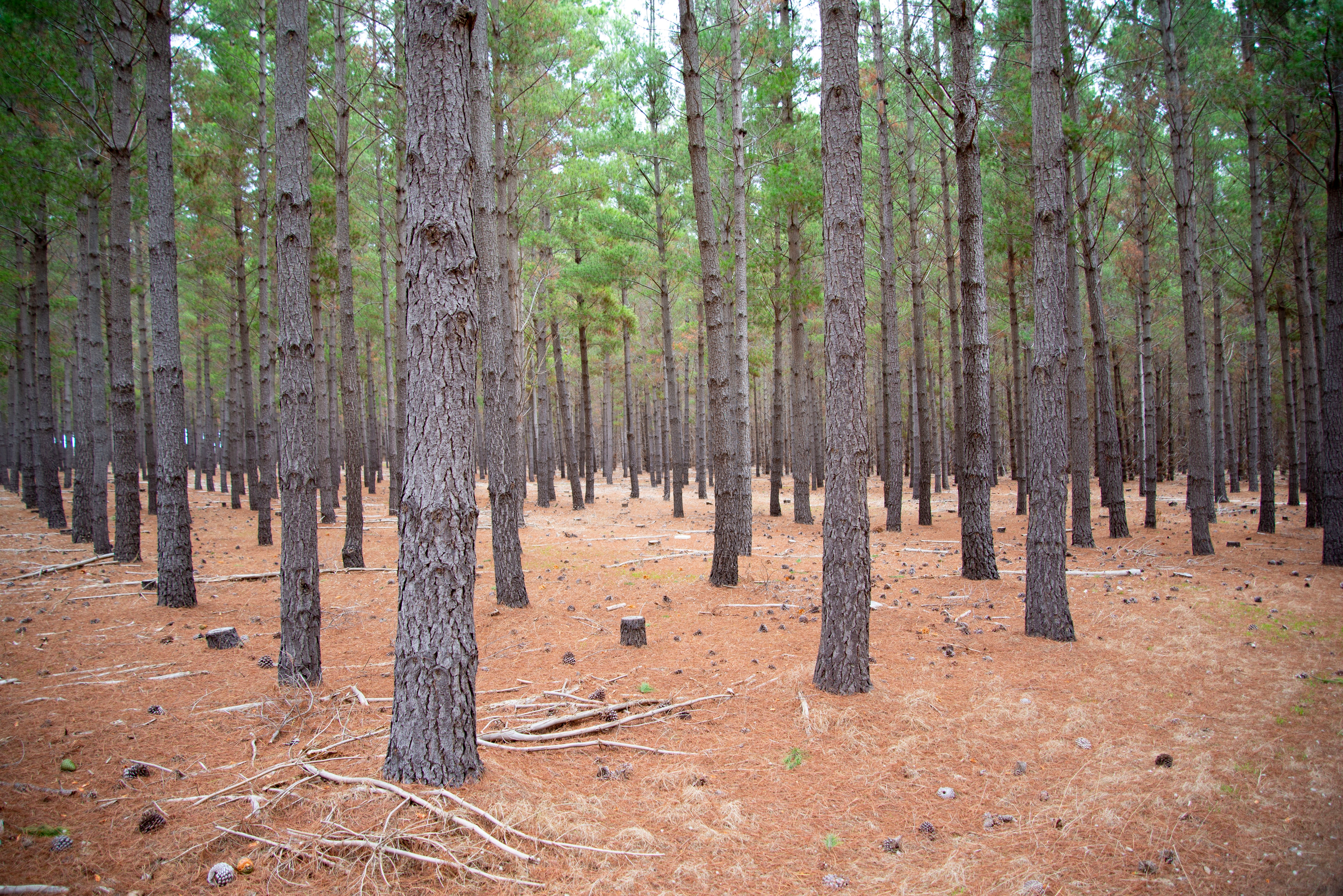 Pine trees plantation 