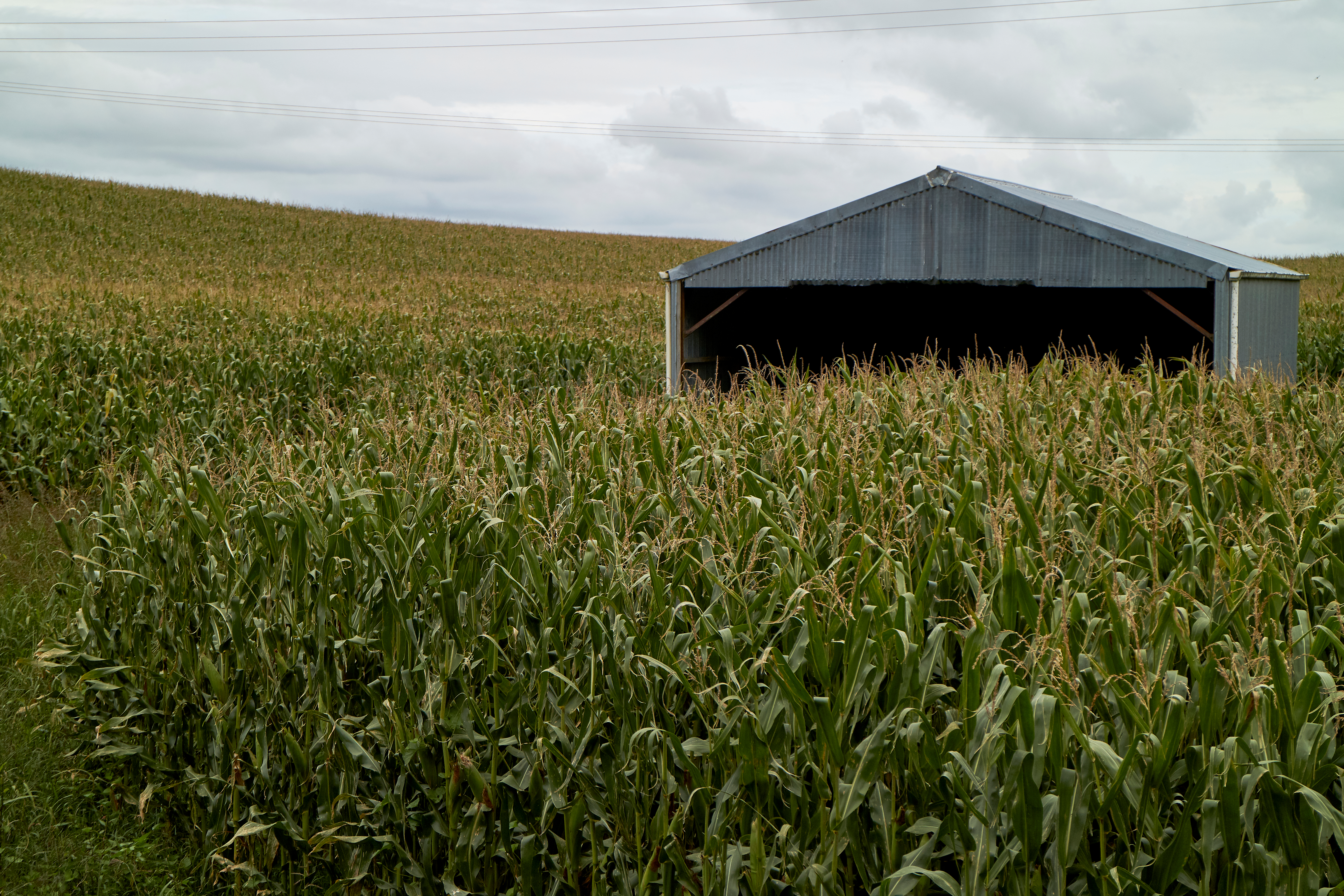 Rural New Zealand barn in maize crop during the day
